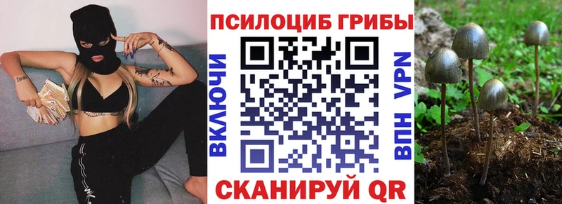 купить наркотики сайты  Губаха  Галлюциногенные грибы мицелий 